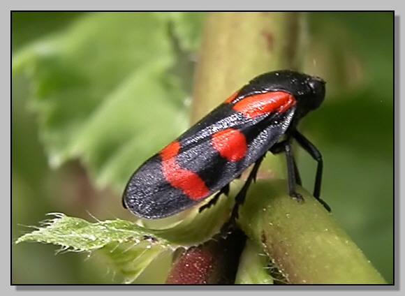 Cercopis sanguinolenta